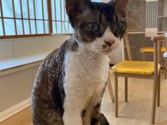 -Let's go狗咖·猫咖·奶狗·桌游(春熙路IFS店)