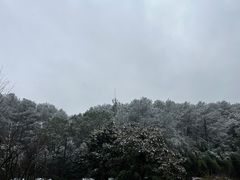 -铁山坪森林公园