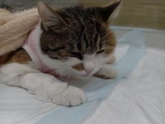 -达爱动物医院·犬猫分区·CT·复杂眼科(远洋山水分院)