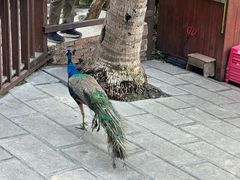 -西双版纳原始森林公园