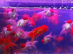 iphone_upload_pic-清平路水族市场