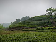 -龙坞茶村