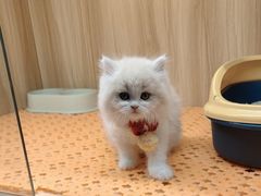 -欣宠猫屋·矮脚拿破仑·蓝金金渐层