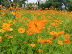 -上海长兴岛郊野公园