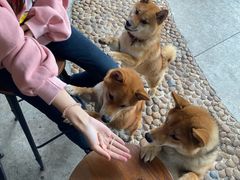 -柴犬高等学院·狗咖·柴犬售卖·宠物训练