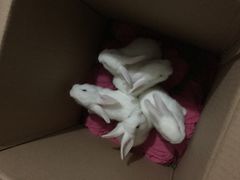 -樂桃源奉贤黄桃种植采摘基地