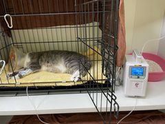 -瑞鹏宠物医院·骨科·猫科·内科(第一中心)