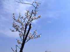 -羊山湖公园