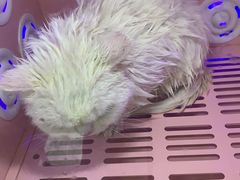 -贝康宠物医院·犬猫全科·小动物特色诊疗中心(东环路店)