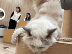-瞄一喵猫咖(格力海岸店)