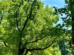 -上海共青森林公园