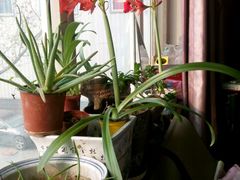 -奇芳阁