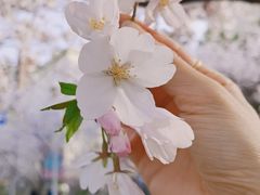 -高东镇樱花园