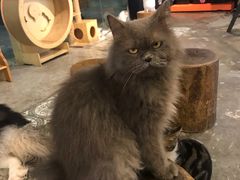 -more than meow吴止猫主题餐厅(承德 中船汇店)