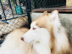 -TrueLove @ Neverland (Husky Cafe)