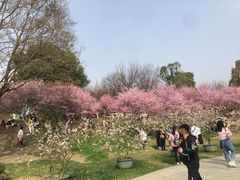 -秀丽东方