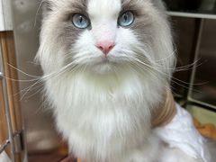 -瑞鹏宠物医院·夜间急症·心超·猫科(祖庙分店)