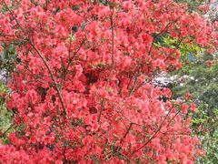 -梧桐山风景名胜区