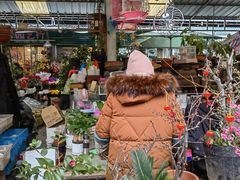 -曲阳花鸟市场(曲阳路店)