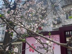 -桃花堤公园