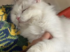 -平行世界·猫咖(首经贸店)
