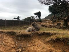 -岚山猴子公园