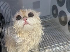 -佐罗家宠物馆·猫文化馆(紫霞路店)