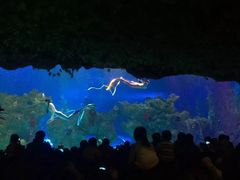 -芜湖新华联大白鲸海洋公园