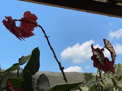 -自由生长植物工作室(深港花卉中心店)