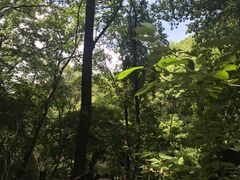 -天女山森林公园