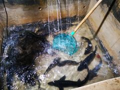 -抚仙湖生态石锅鱼野生菌(告庄店)