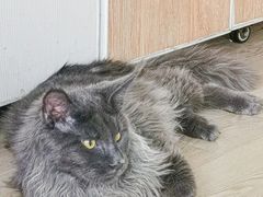 -十年猫舍·猫咪专门店(普陀店)