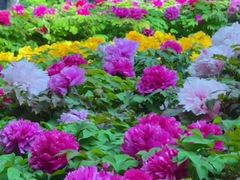 -花之城