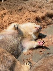 -Zoolung Zoolung动物主题公园(海信广场店)