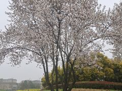 -两河城市森林公园