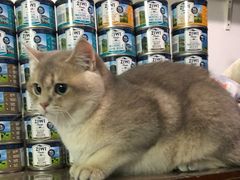 -东方名猫馆·英短金渐层布偶猫舍(环线广场1号楼店)