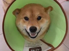 -瑞派福兴宠物医院犬猫全科·骨科·中西医结合(河东店)