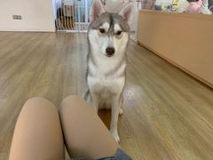 -Husky Go! 哈士奇体验馆·宠物咖啡厅狗咖
