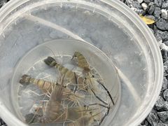 -DGE季风钓虾营地·团建·聚会
