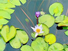 -白鹭湾湿地公园