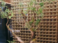 -船歌·鱼水饺青岛菜(黄岛珠江路店)