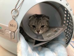 -伟伟宠物医院·瑞派猫友好医院·猫科(光谷店)