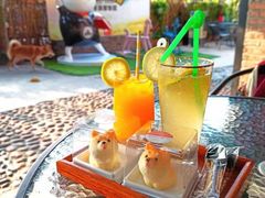 柴犬蛋糕-柴犬高等学院·狗咖·柴犬售卖·宠物训练