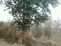 -茶肆(袁家村店)