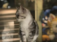 -more than meow吴止猫主题餐厅(承德 中船汇店)