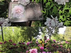 -莲花池公园