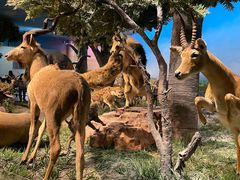 -国家自然博物馆