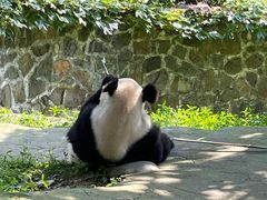 -都江堰中华大熊猫苑