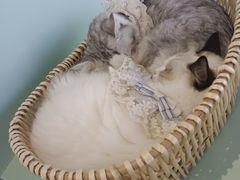 -怪兽屋·羊驼·猫咖·狗咖(俊华广场店)