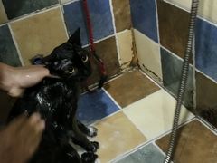 -瑞派名望志远动物医院·猫科·內科·异宠专科(直港大道店)